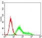 CSNK2B Antibody